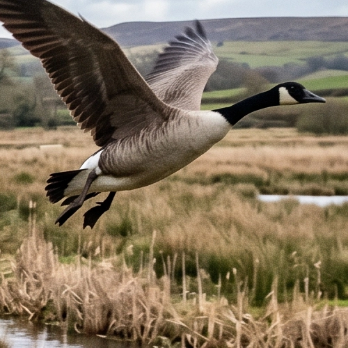 Goose in flight over marsh